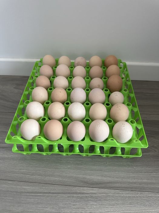 Oua pentru incubat Wiandotte si Australorp