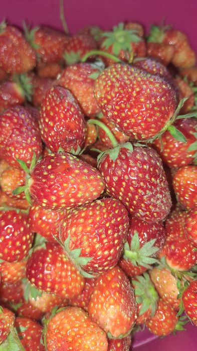 Продам домашнию клубнику
