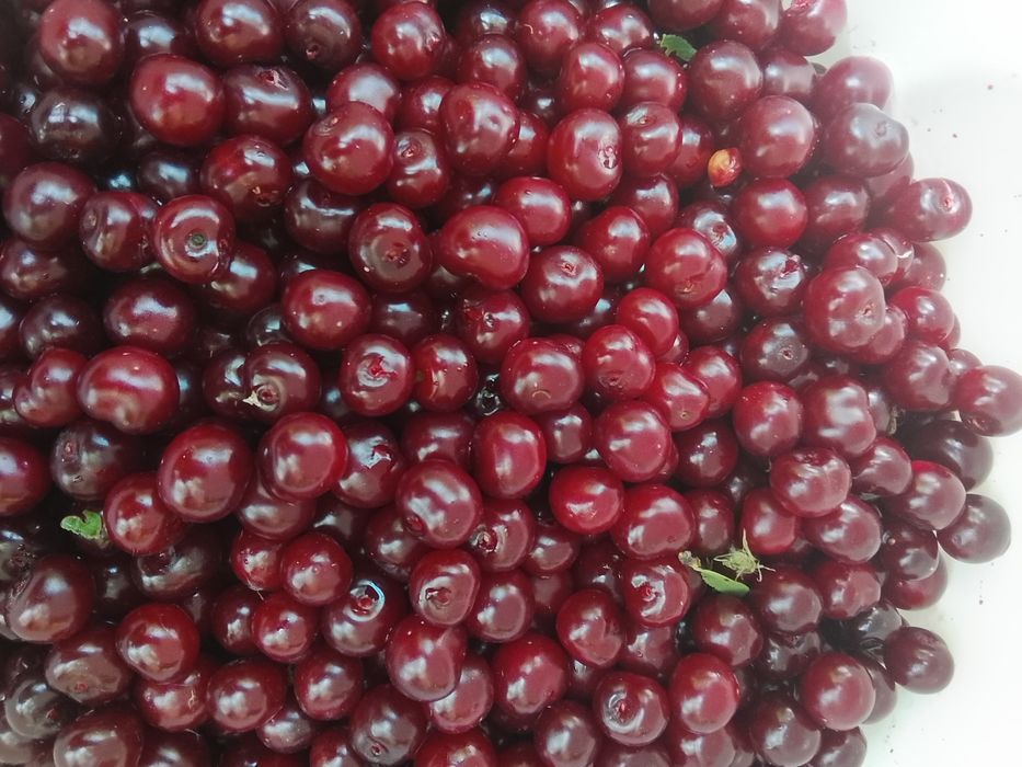 Продам вишню 800 тенге литр.