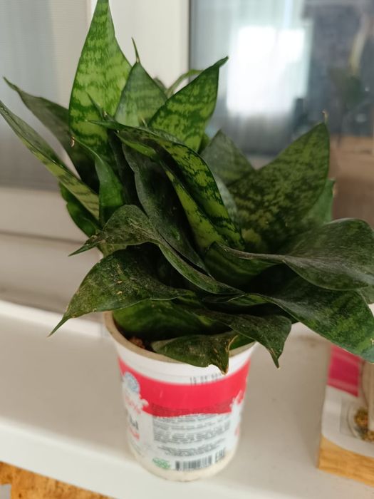 Продам комнатные цветы