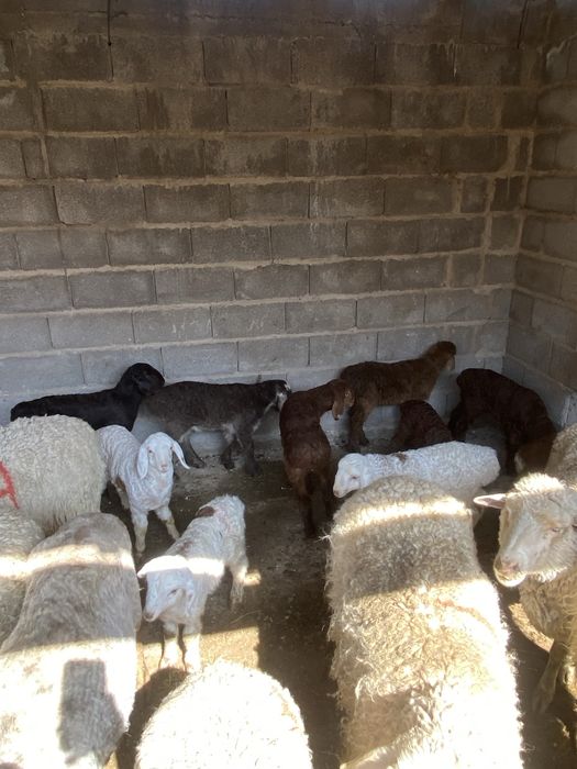 Козылы кой сатылады