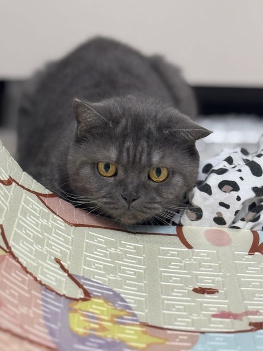 Отдам кошку в добрые руки