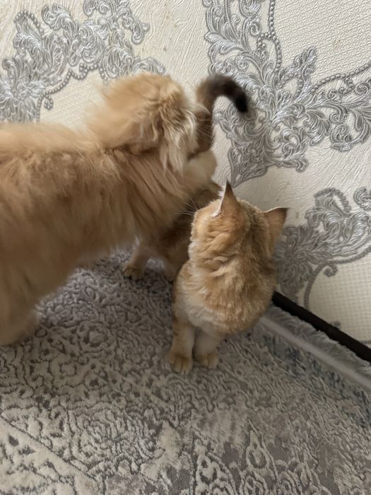 Мушук,пишак,котёнок