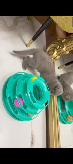 Котенок породы веслоухи шотландец продажа