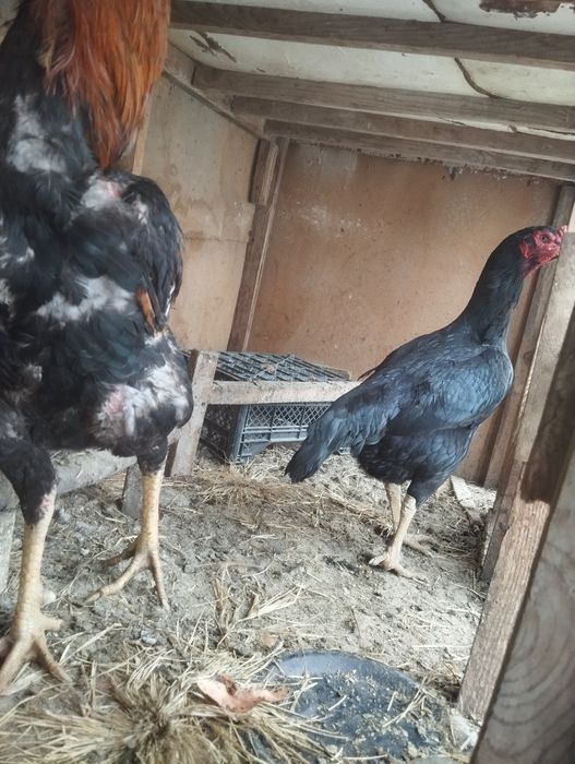 Дакан тухум сотилад