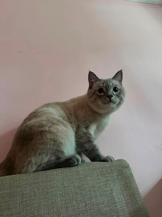 Кот\ бесплатно\ котик\