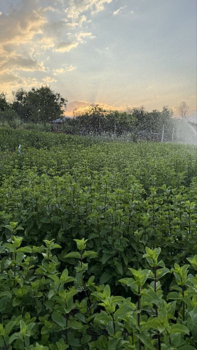 MENTA SOI OLANDEZ FRESH! In curs de certificare bio