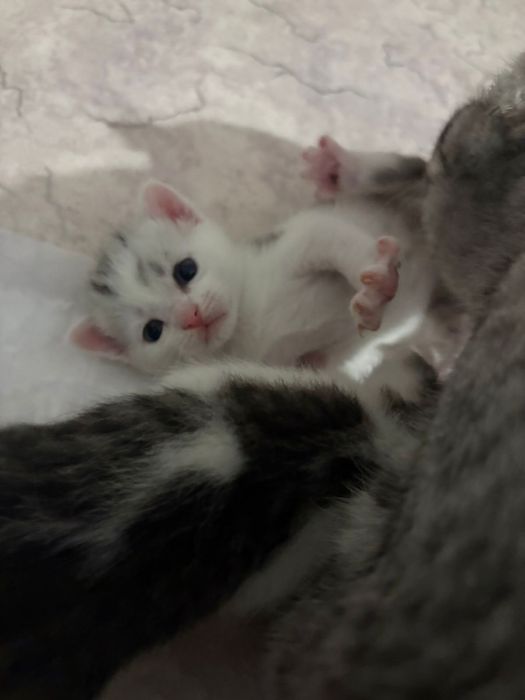 Отдам котят в добрые руки