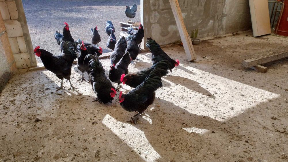 Vand  cocosi tineret Australorp negru mai 2025