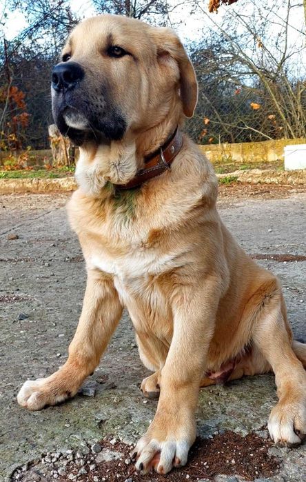 Продавам кученца порода- КАНГАЛ