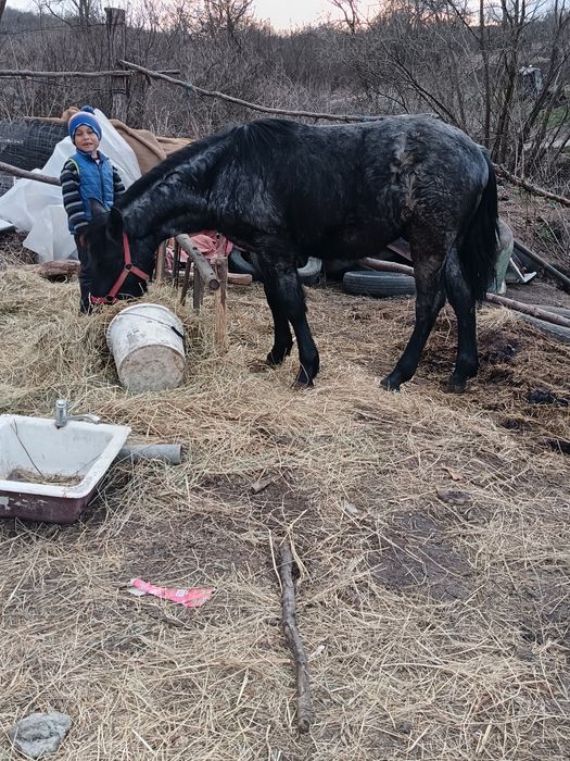 Vând urgent un mânz