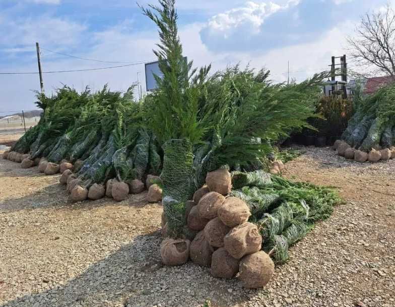 Cupressocyparis Leylandii pentru Amenajări Peisagistice