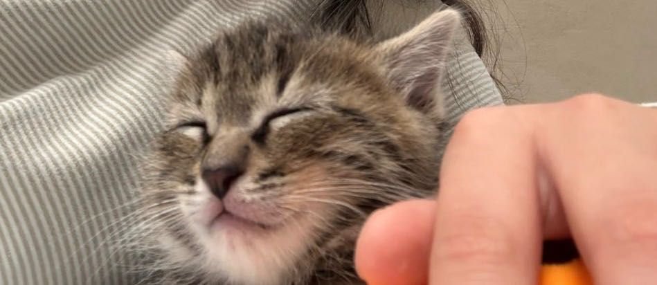 Шотландка котенок 1,5 месяца.