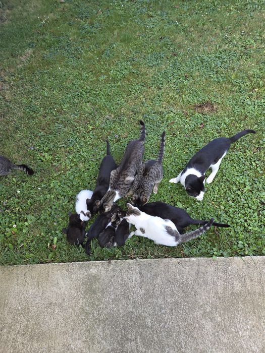 Donez pisici pentru cei iubesc animalute de companie