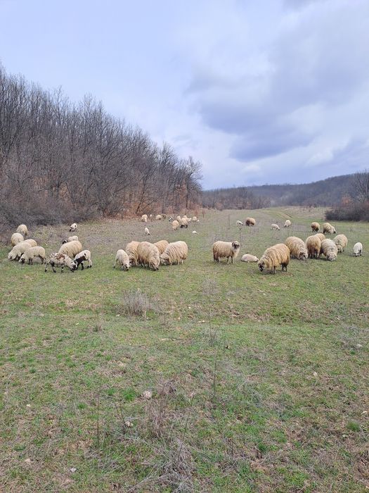 Miei pentru masa de paște