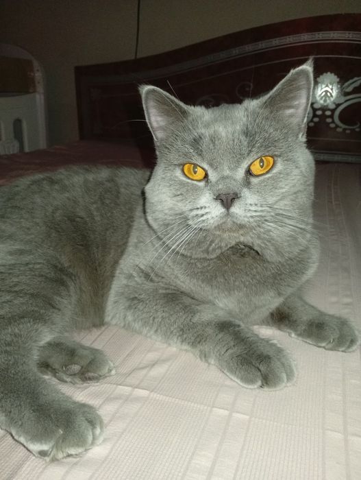 Britan mushugi  sotiladi