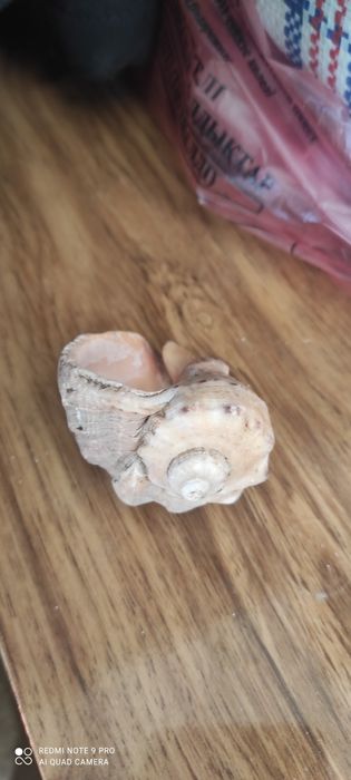 Ракушка морская.