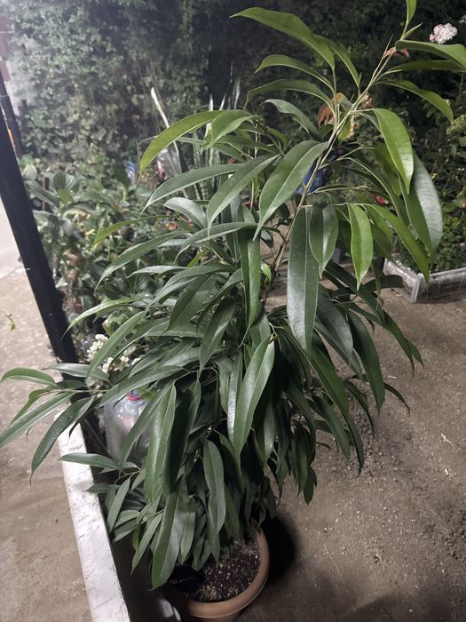 Фикусы разные продам