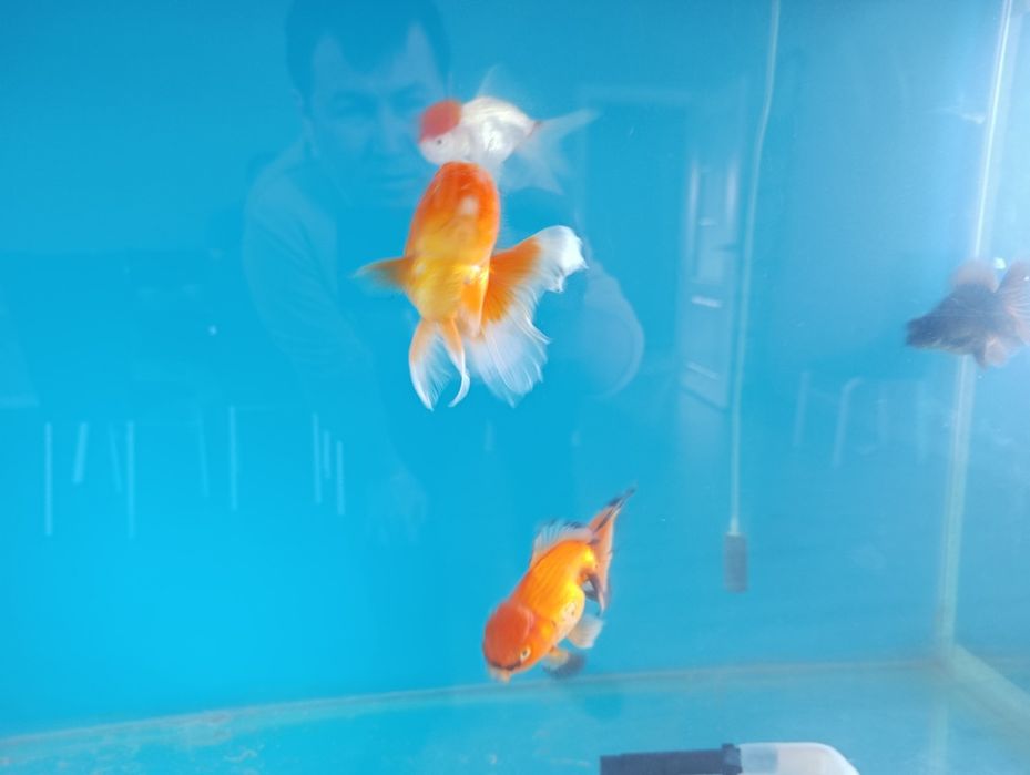 Золотыe рыбки, орнада, телескоп, золотая рыбка