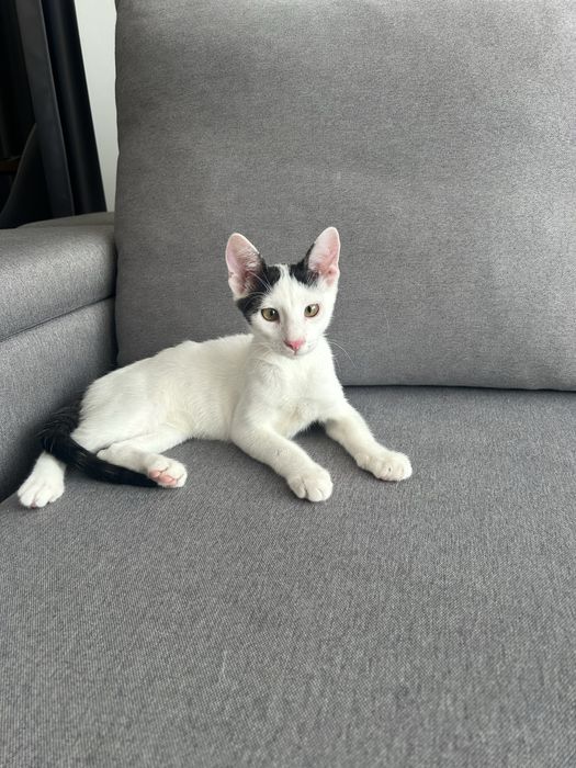 Малък Пухчо търси дом