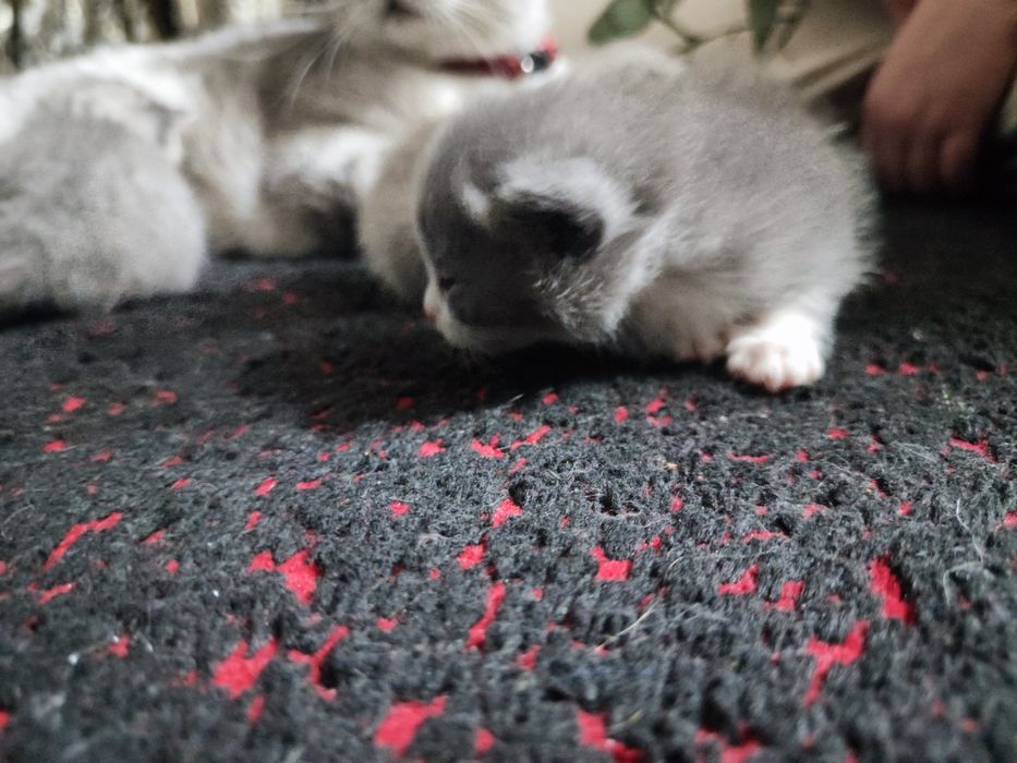 Продаётся Кошка с три детьми Чистая порода шотландская вислоухая кошка