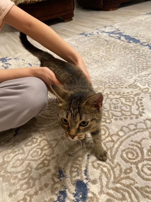 Отдам котенка в добрые руки