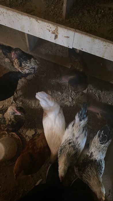 Молодые домашние курицы 6 месячные.
