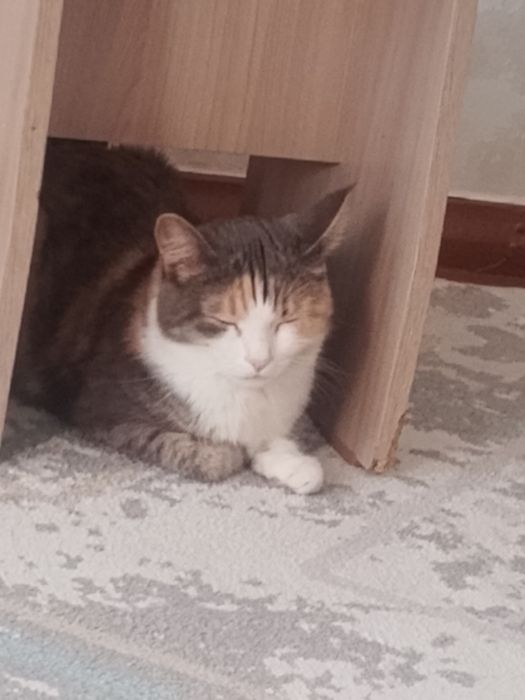 Кошка ласковая и милая