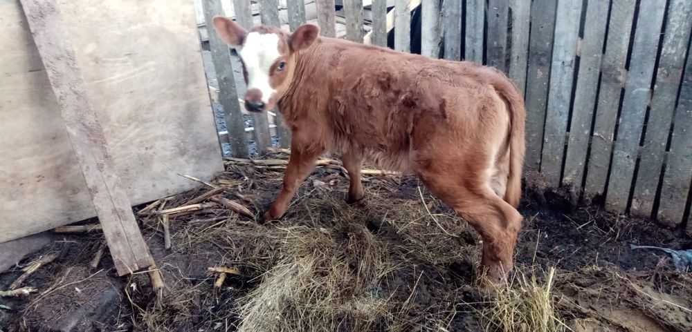 Vitea Baltata Romaneasca