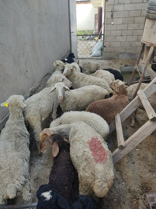 Малыш кой сатылады