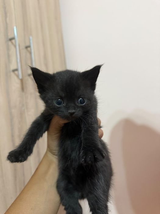 Продаются породистые котята.