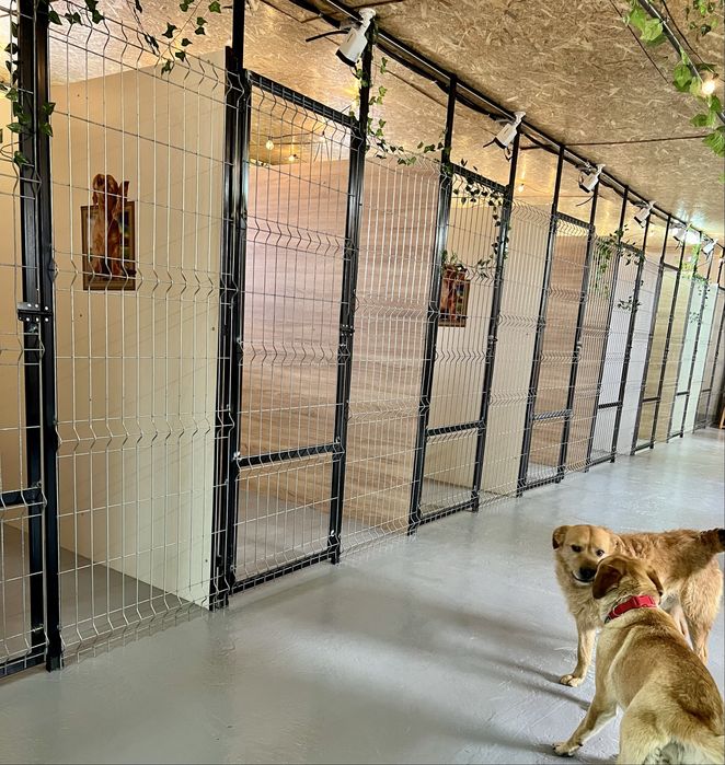 Cazare caini Cluj DogStar, pensiune caini, dresaj caini, toaletaj