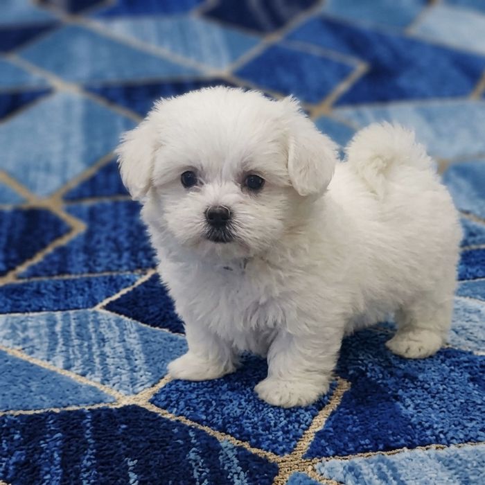 Bichon maltez talie  mica