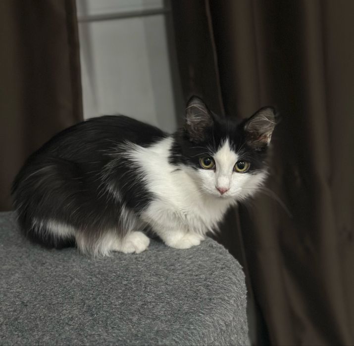 котенок в добрые ручки