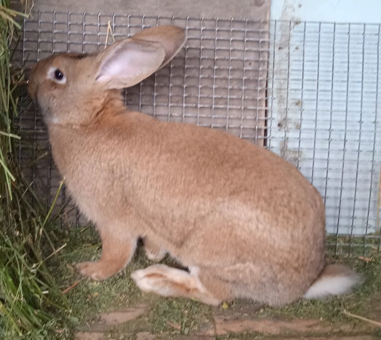 Продаются племенные кролики
