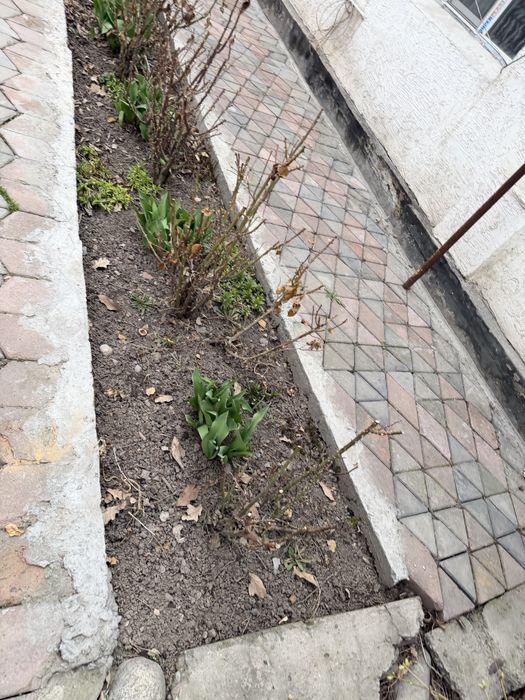 Саженцы Розы, смородины