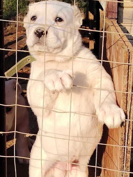 Кученца Порода Алабай