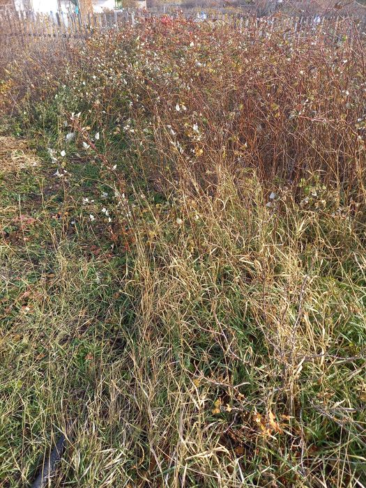 Дача спп  общество спп