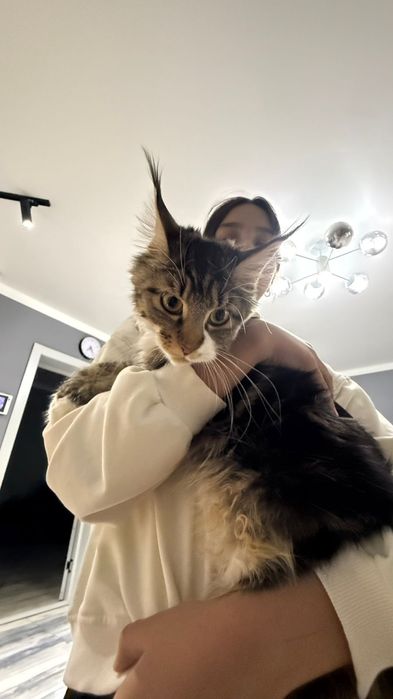 Продам катенька девочку мен куй