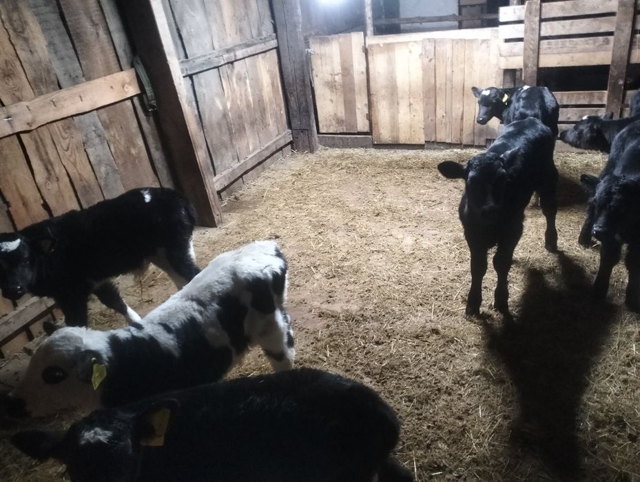 Продам телят 13голов