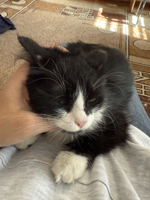 Котенок девочка 3-4 мес