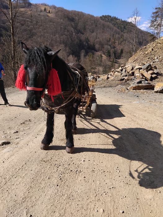 Mânz de 2 ani de vanzare potcovit și prins la ham