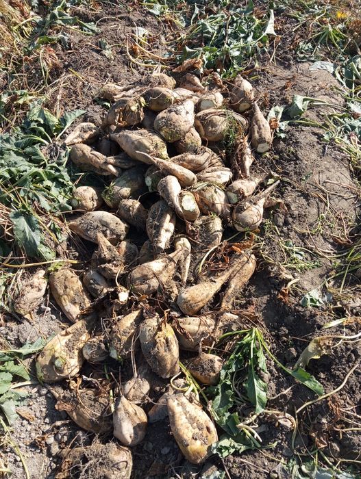 Qand lavlagi va qizil lavlagi