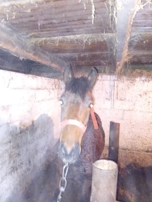 Откормленные лошади