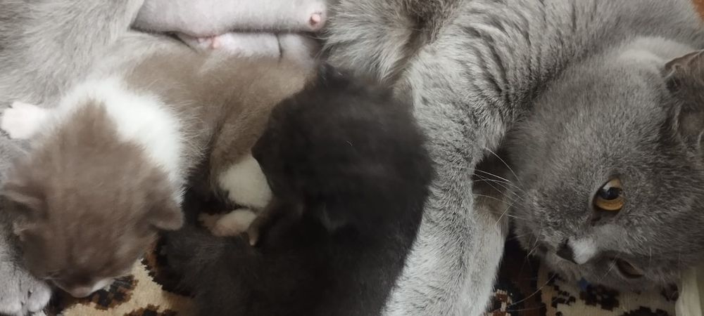 Продам британских котят