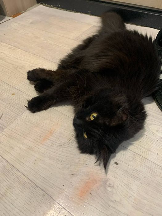 Отдам хорошего котика