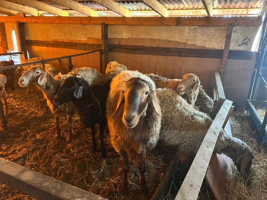 Бараны ягнята матки кошкар