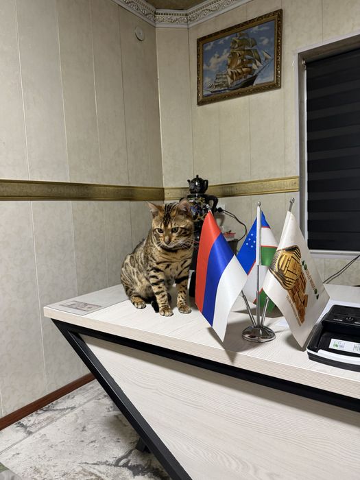 Кот Бенгалский. Паспорт привка имейитса