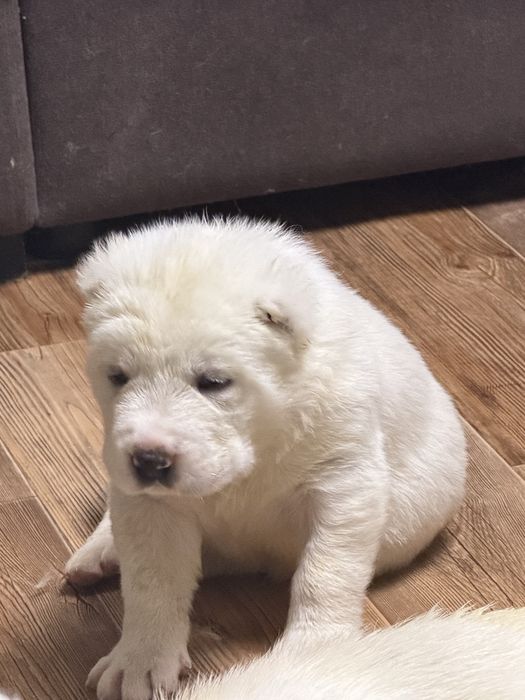 Щенки алабай с документами