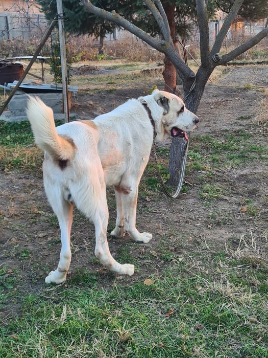 Продам алабай кабель